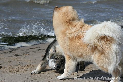 (Foto Goslar)_daenemark_2010_IMG_9415_Hjerpsted_Strand.jpg - Sie hatte aber, wie Sahri auch, einen unbndigen Spa daran, ...